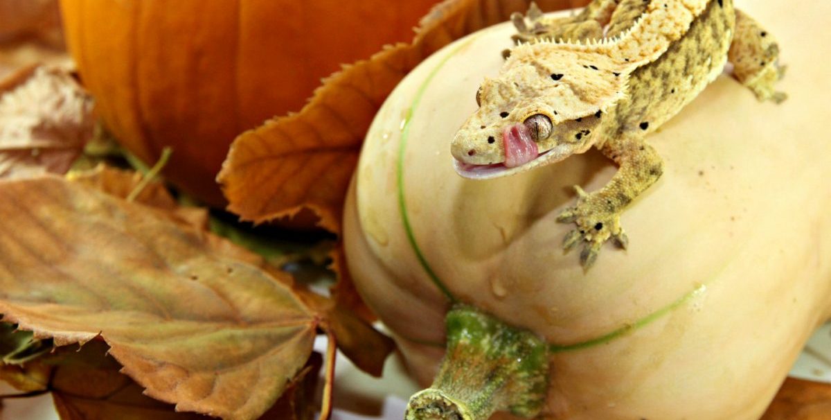 Scale Magento 2 E-Commerce mit Lizards & Pumpkins und MIP